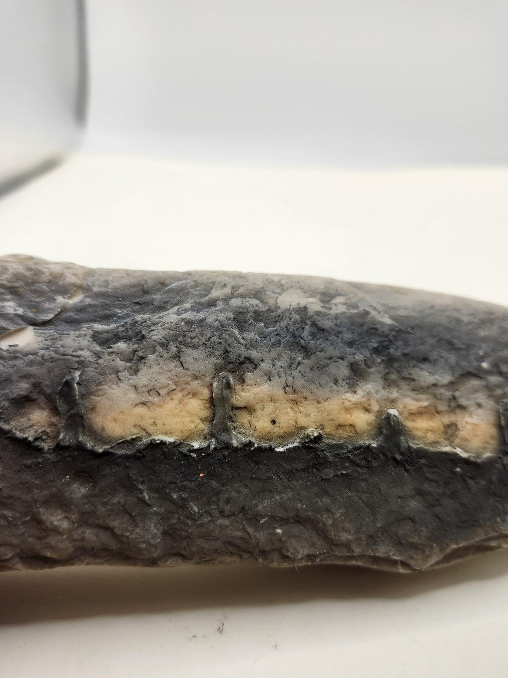 Fossil Tooth Hanging Wall Plaque Gray Resin Stone Look Rustic Decor