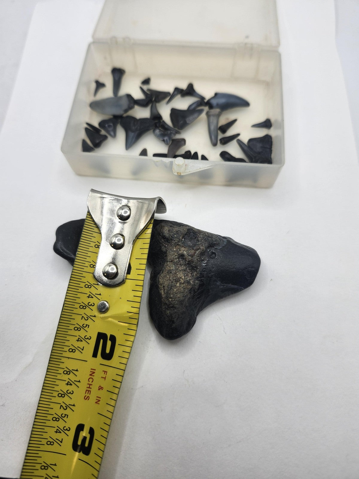 Fossil Shark Teeth Lot Mixed Small Large Black Pieces Plastic Box USA Fossils