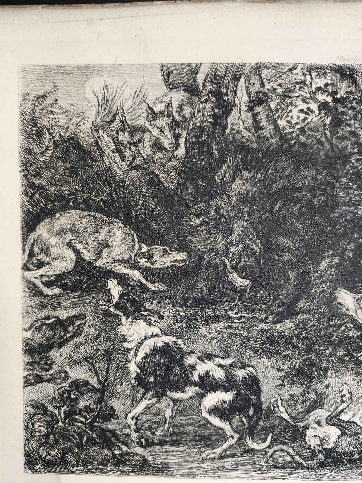 Vintage French Hunting Dogs Wild Boar Large Etching Print 17x11 Unframed Art