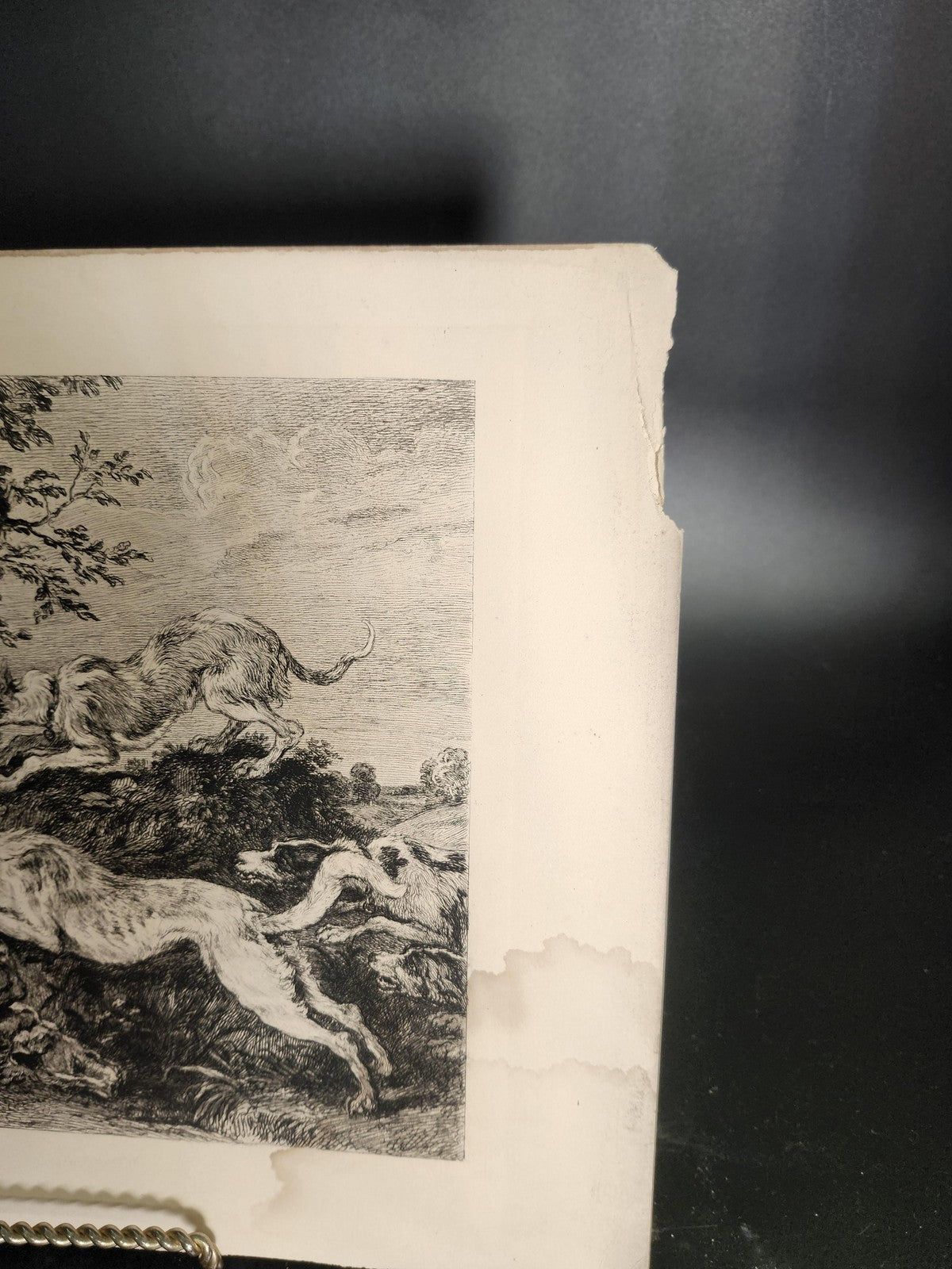 Vintage French Hunting Dogs Wild Boar Large Etching Print 17x11 Unframed Art