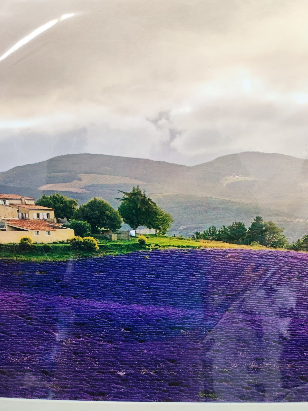 Signed Provence France Lavender Field Print “Mistral” 6/250 Framed Landscape Art