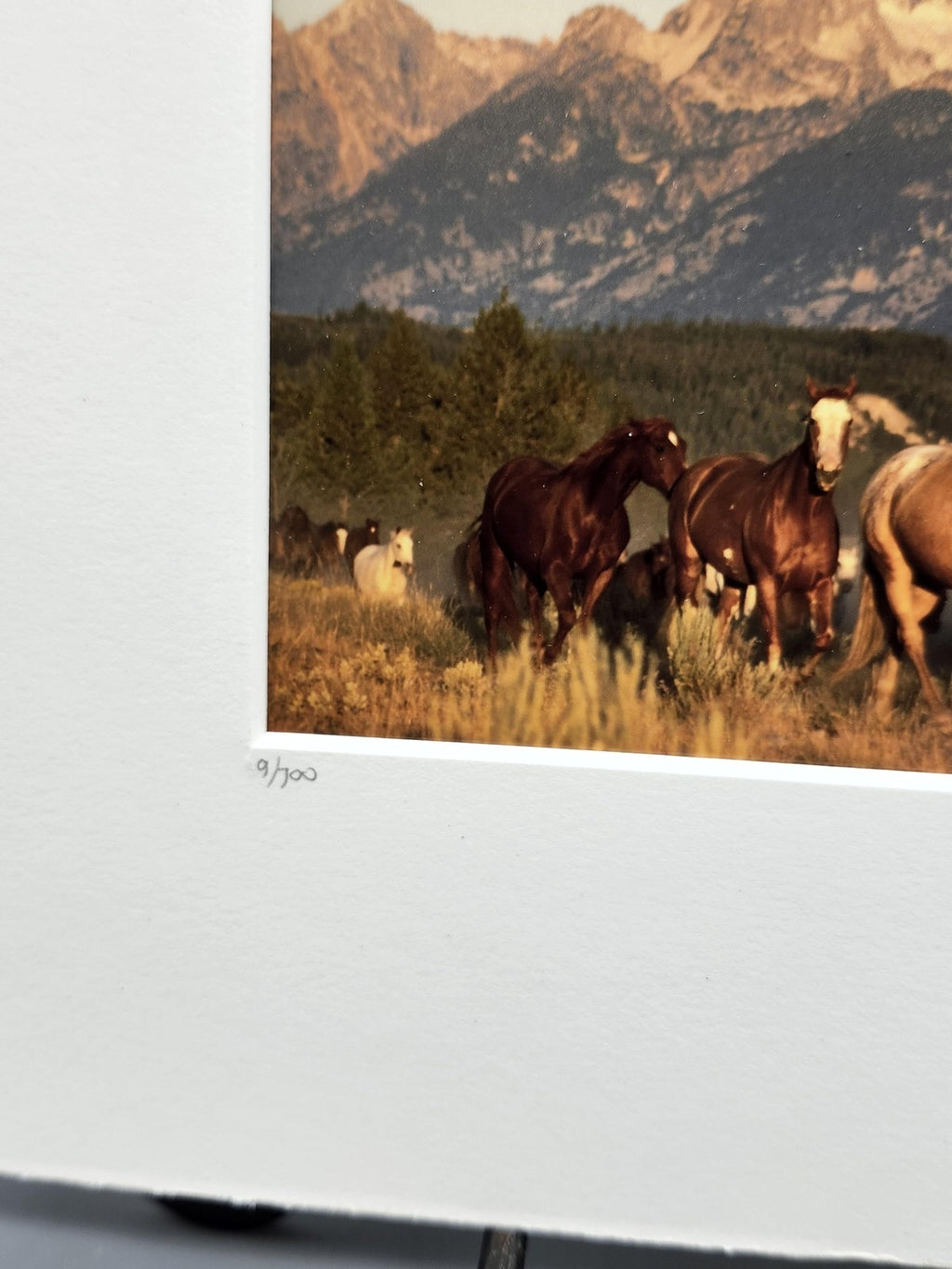 Teton Horses Willie Holdman Color Photograph 11x14 Matted Limited Edition