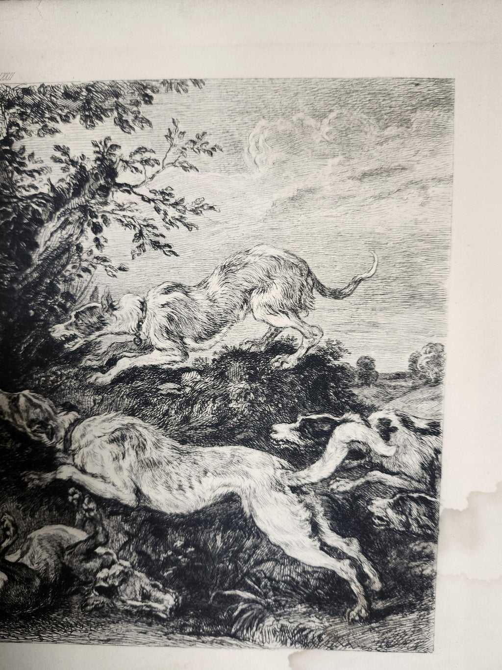 Vintage French Hunting Dogs Wild Boar Large Etching Print 17x11 Unframed Art