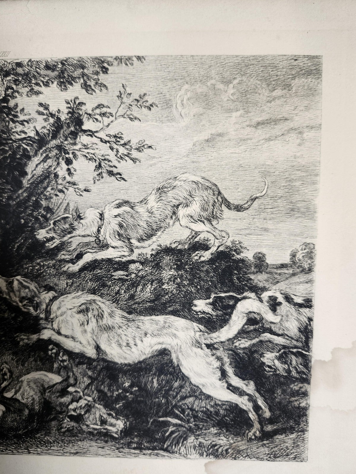 Vintage French Hunting Dogs Wild Boar Large Etching Print 17x11 Unframed Art