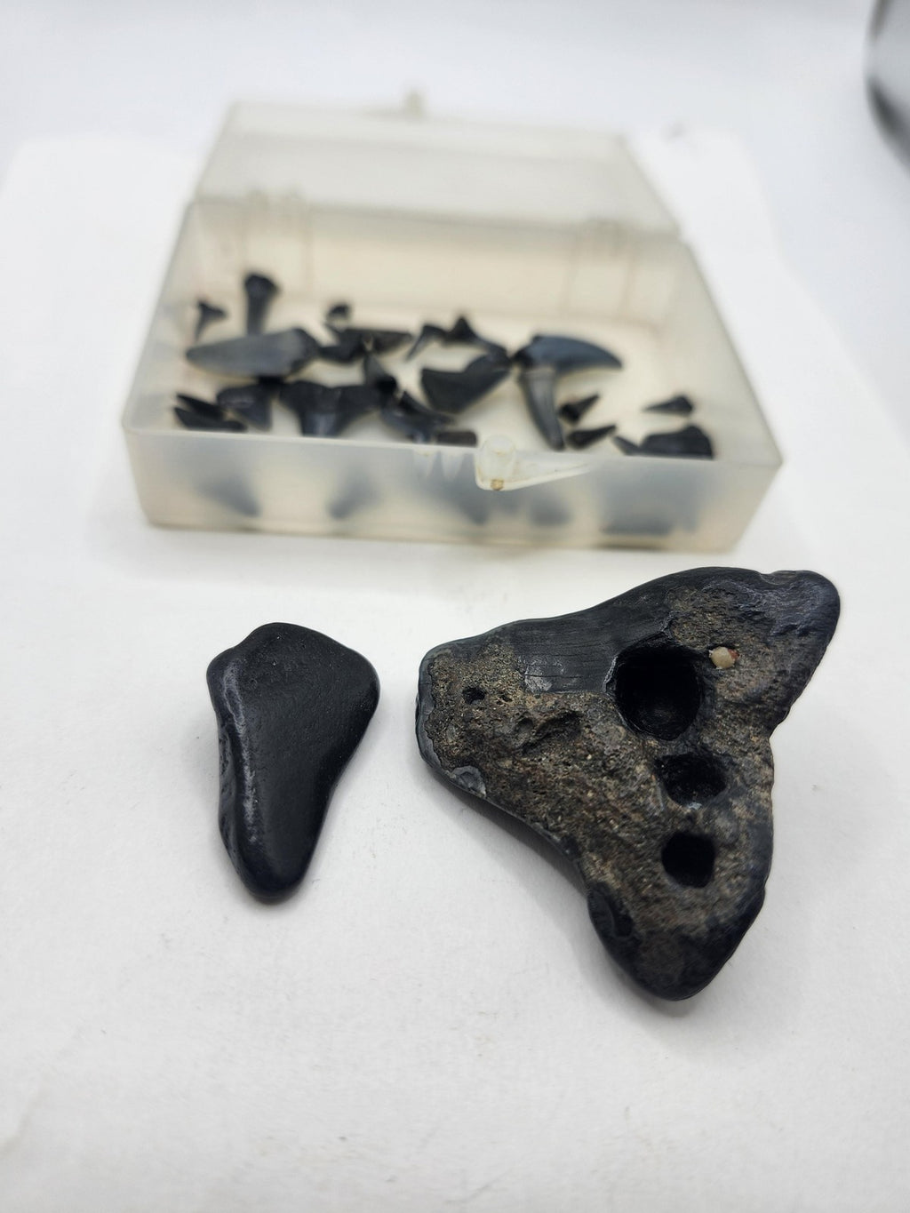Fossil Shark Teeth Lot Mixed Small Large Black Pieces Plastic Box USA Fossils