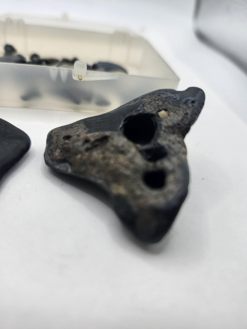 Fossil Shark Teeth Lot Mixed Small Large Black Pieces Plastic Box USA Fossils