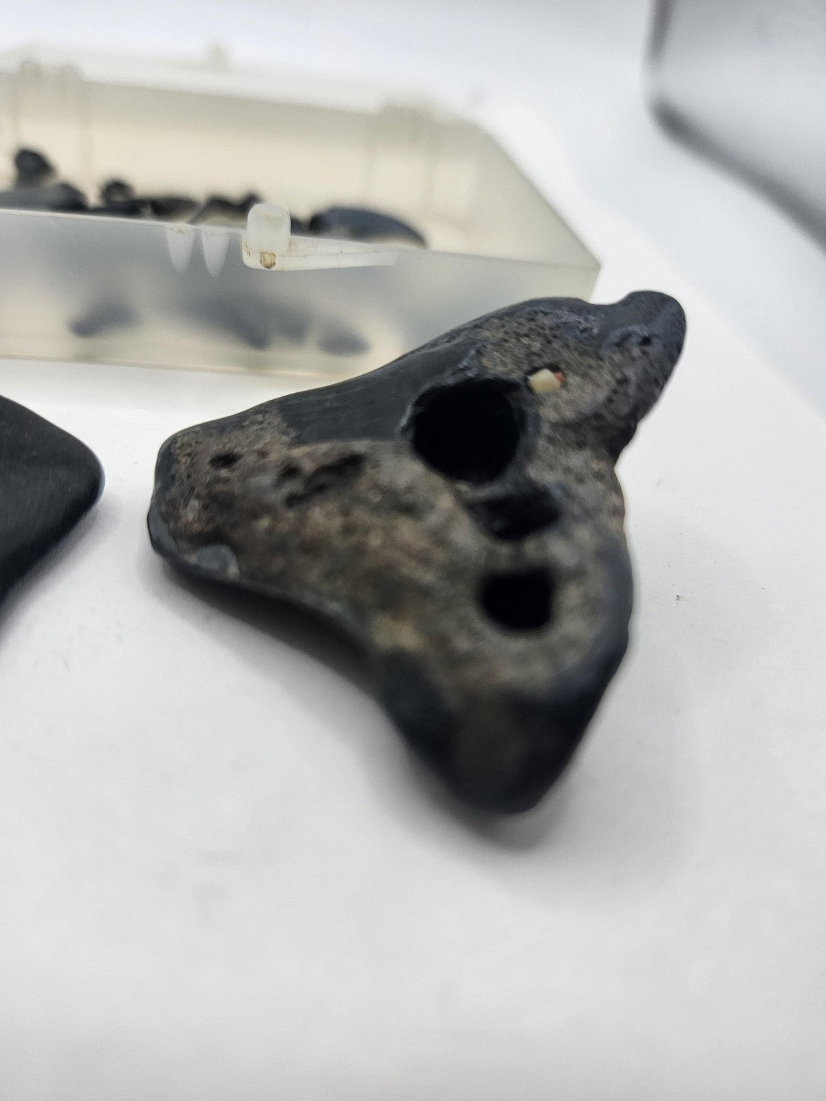 Fossil Shark Teeth Lot Mixed Small Large Black Pieces Plastic Box USA Fossils