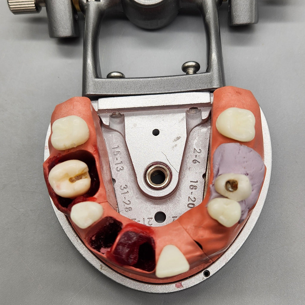 Acadental ModuPRO Endo Typodont MP_E120_PC Dental Silver Carrier Tray Case Model