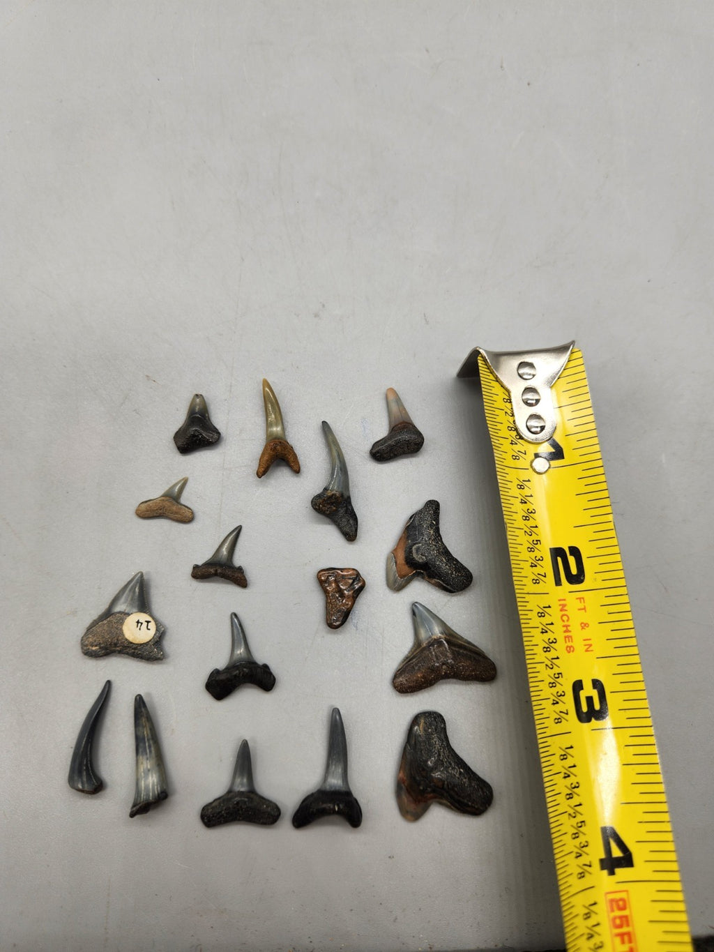 Lot of 14 Fossil Shark Teeth Mixed Species Collection Megalodon Era Teeth