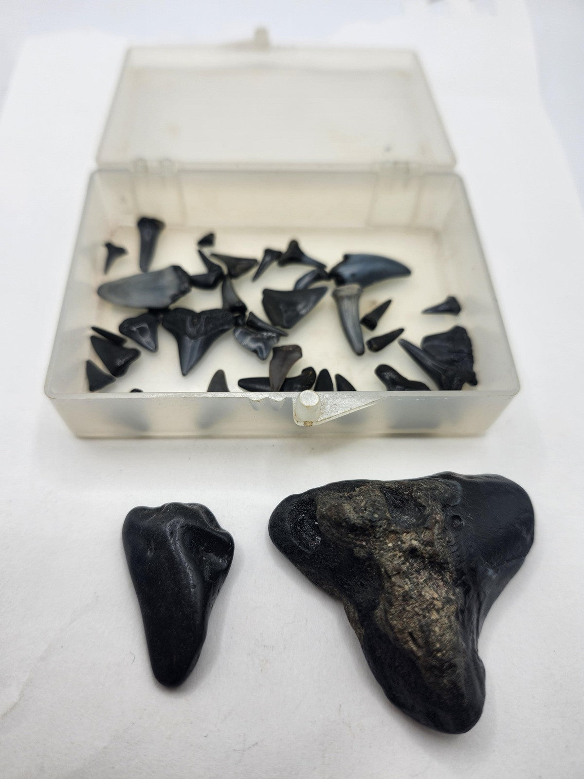 Fossil Shark Teeth Lot Mixed Small Large Black Pieces Plastic Box USA Fossils