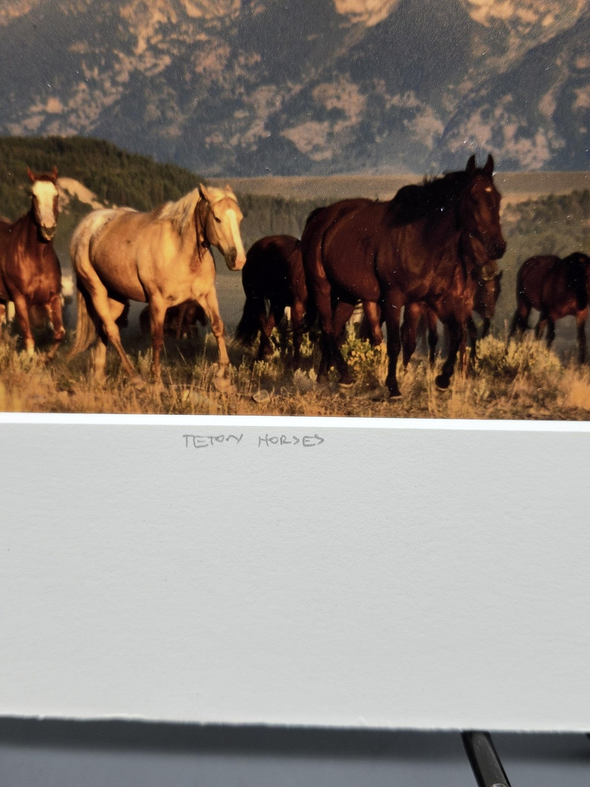 Teton Horses Willie Holdman Color Photograph 11x14 Matted Limited Edition