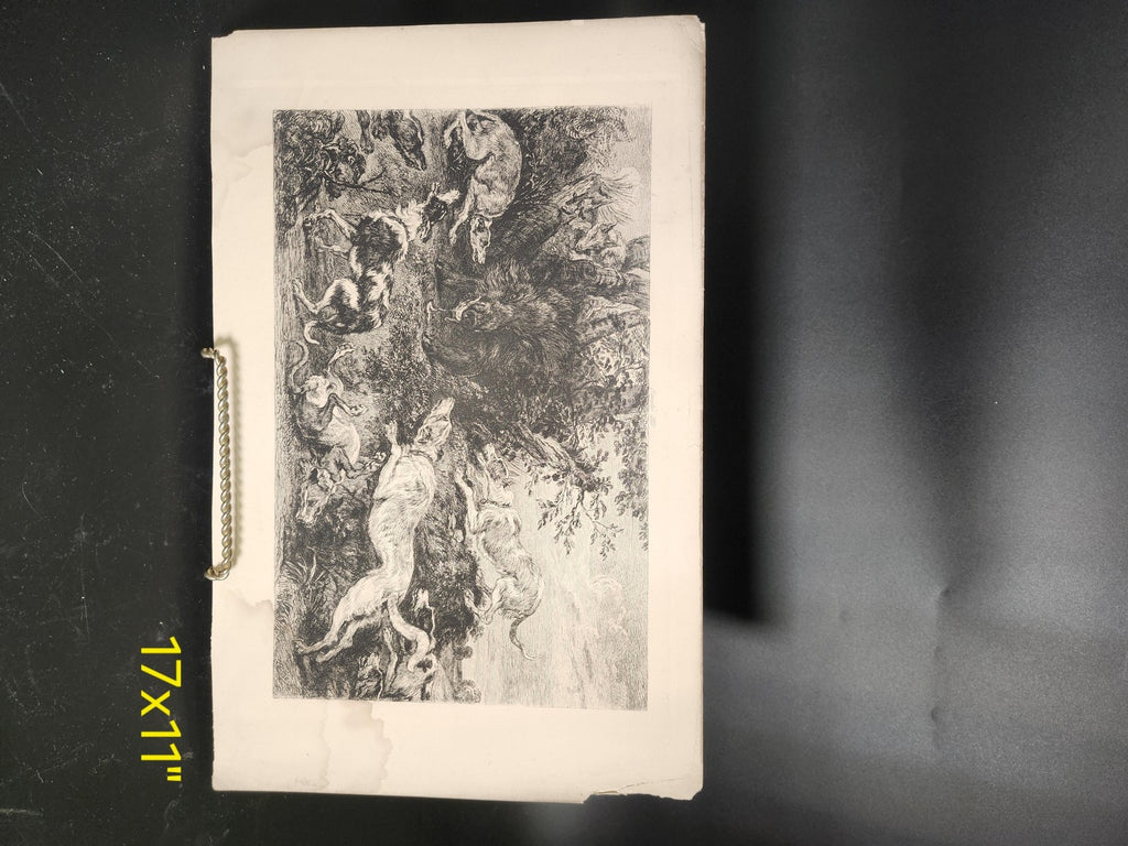 Vintage French Hunting Dogs Wild Boar Large Etching Print 17x11 Unframed Art