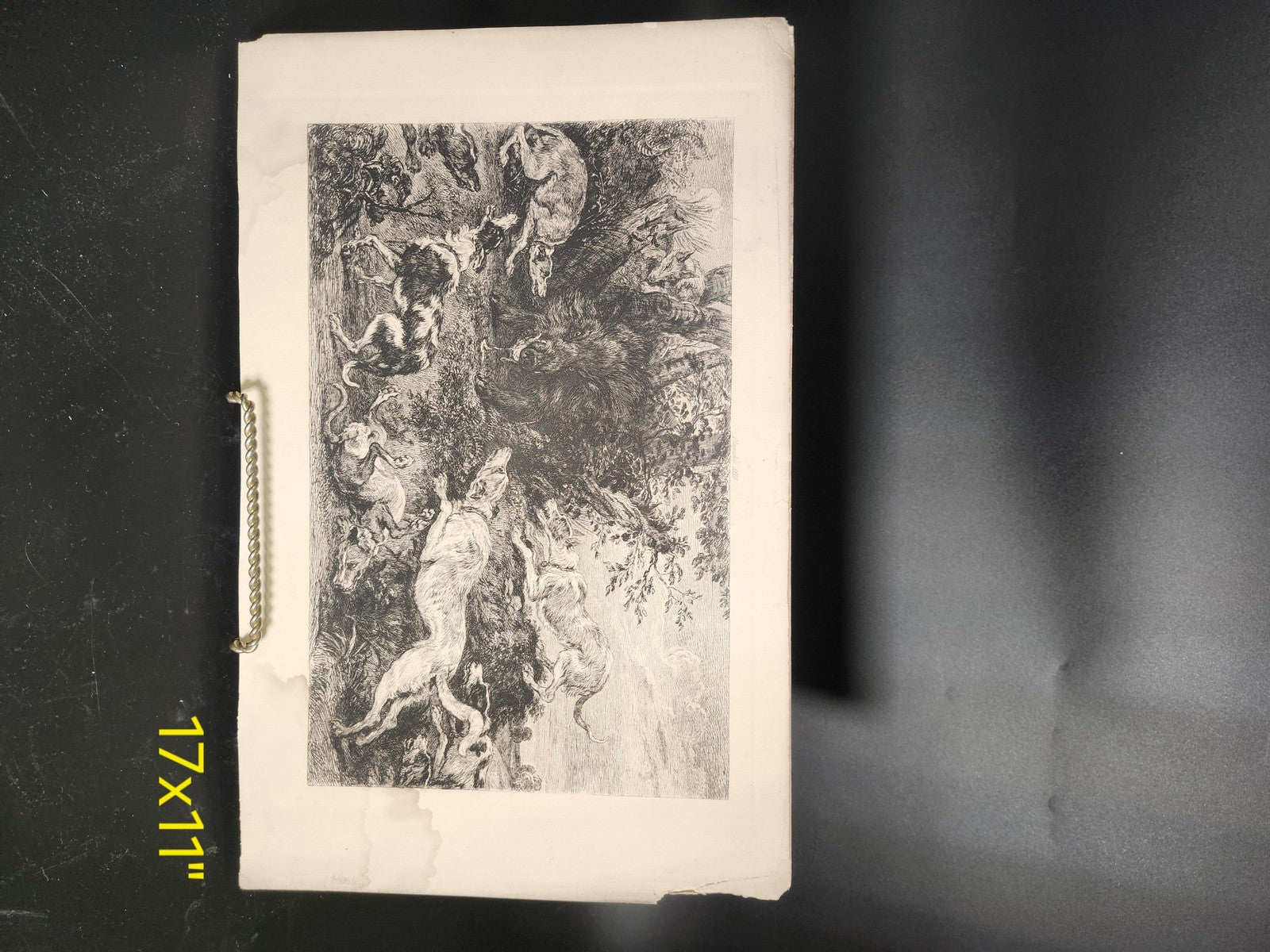Vintage French Hunting Dogs Wild Boar Large Etching Print 17x11 Unframed Art