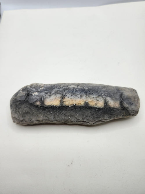 Fossil Tooth Hanging Wall Plaque Gray Resin Stone Look Rustic Decor