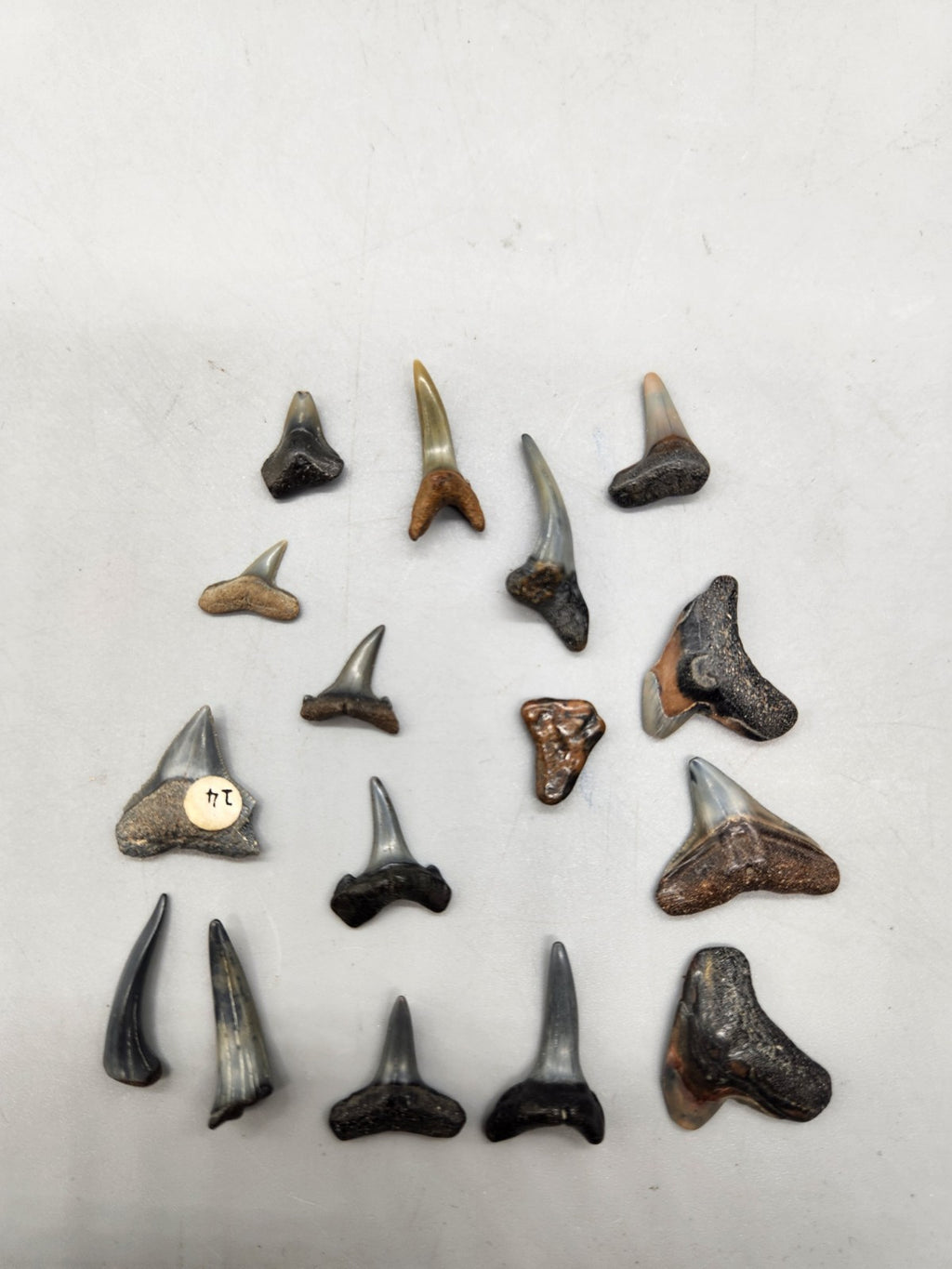 Lot of 14 Fossil Shark Teeth Mixed Species Collection Megalodon Era Teeth