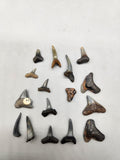 Lot of 14 Fossil Shark Teeth Mixed Species Collection Megalodon Era Teeth