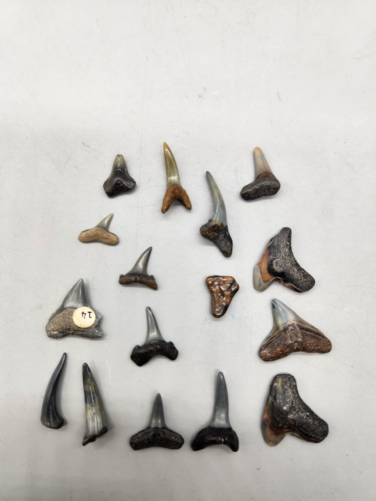 Lot of 14 Fossil Shark Teeth Mixed Species Collection Megalodon Era Teeth
