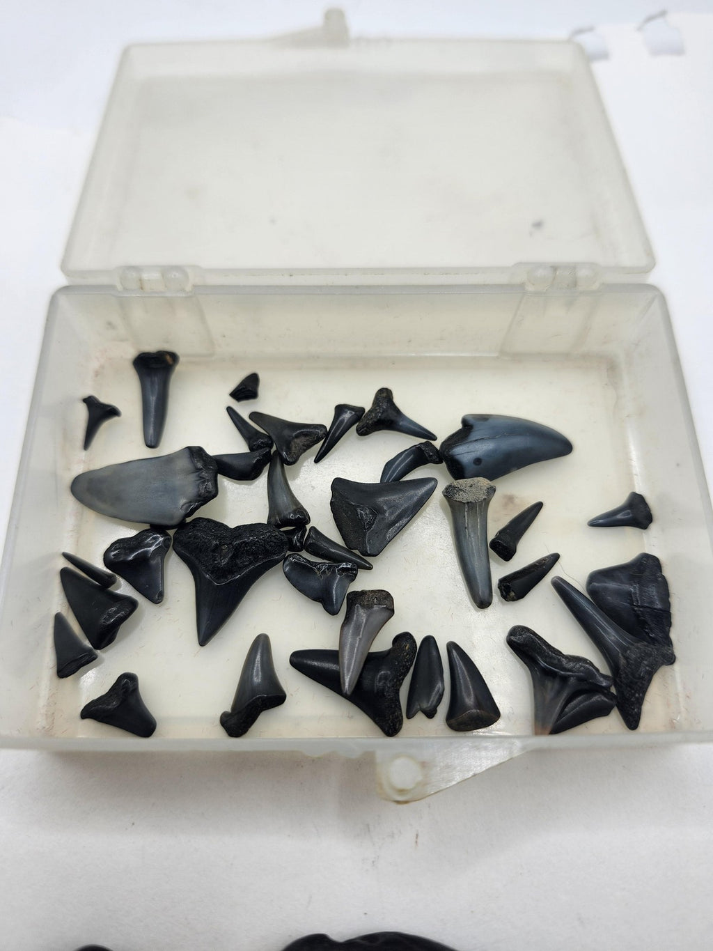 Fossil Shark Teeth Lot Mixed Small Large Black Pieces Plastic Box USA Fossils