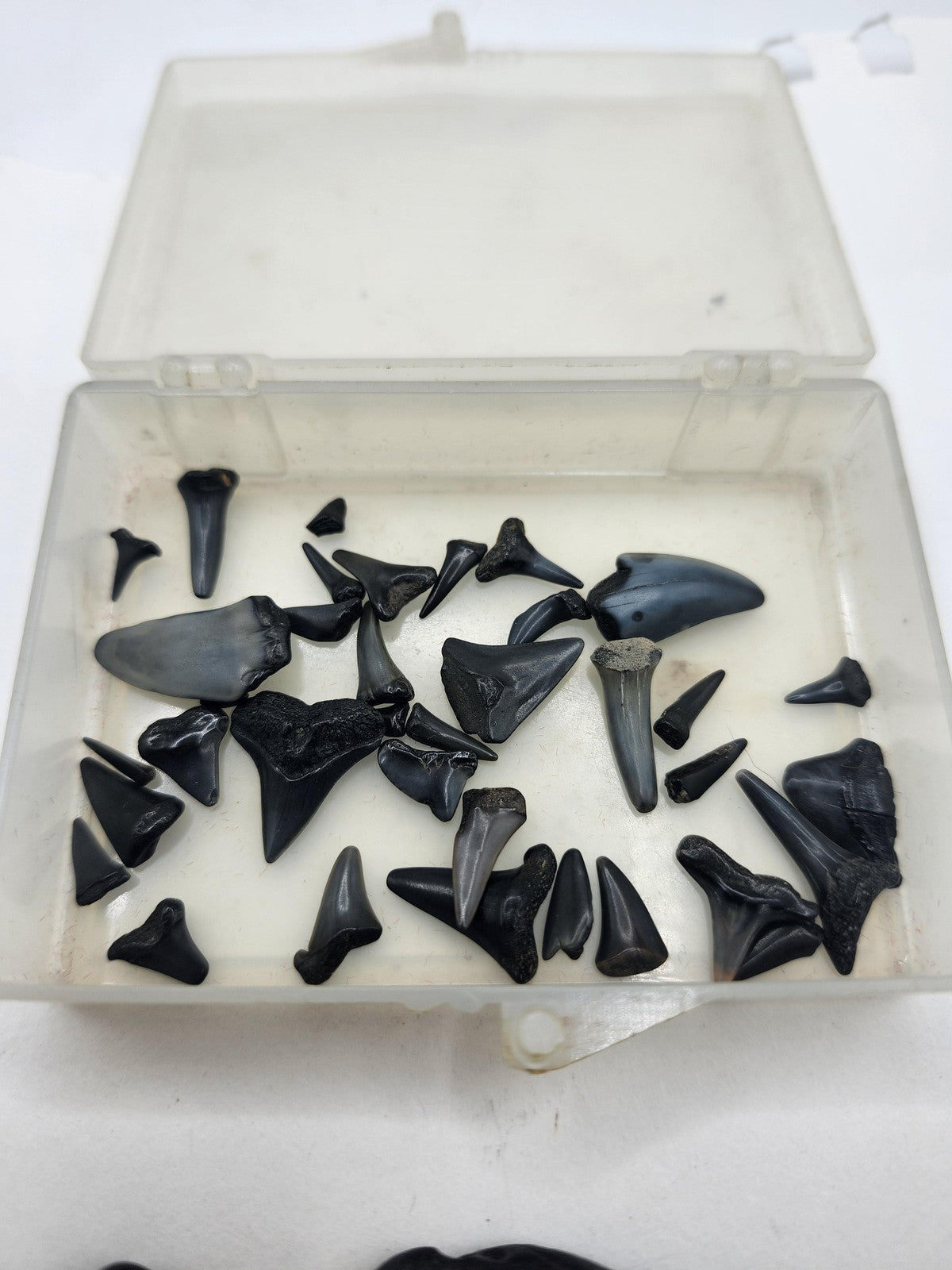 Fossil Shark Teeth Lot Mixed Small Large Black Pieces Plastic Box USA Fossils