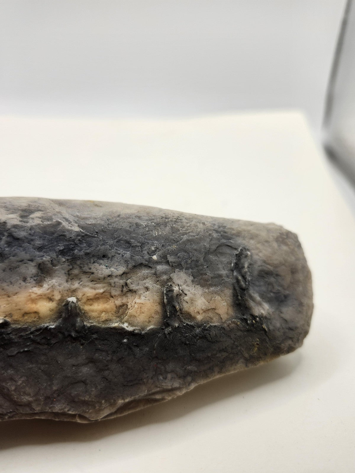 Fossil Tooth Hanging Wall Plaque Gray Resin Stone Look Rustic Decor