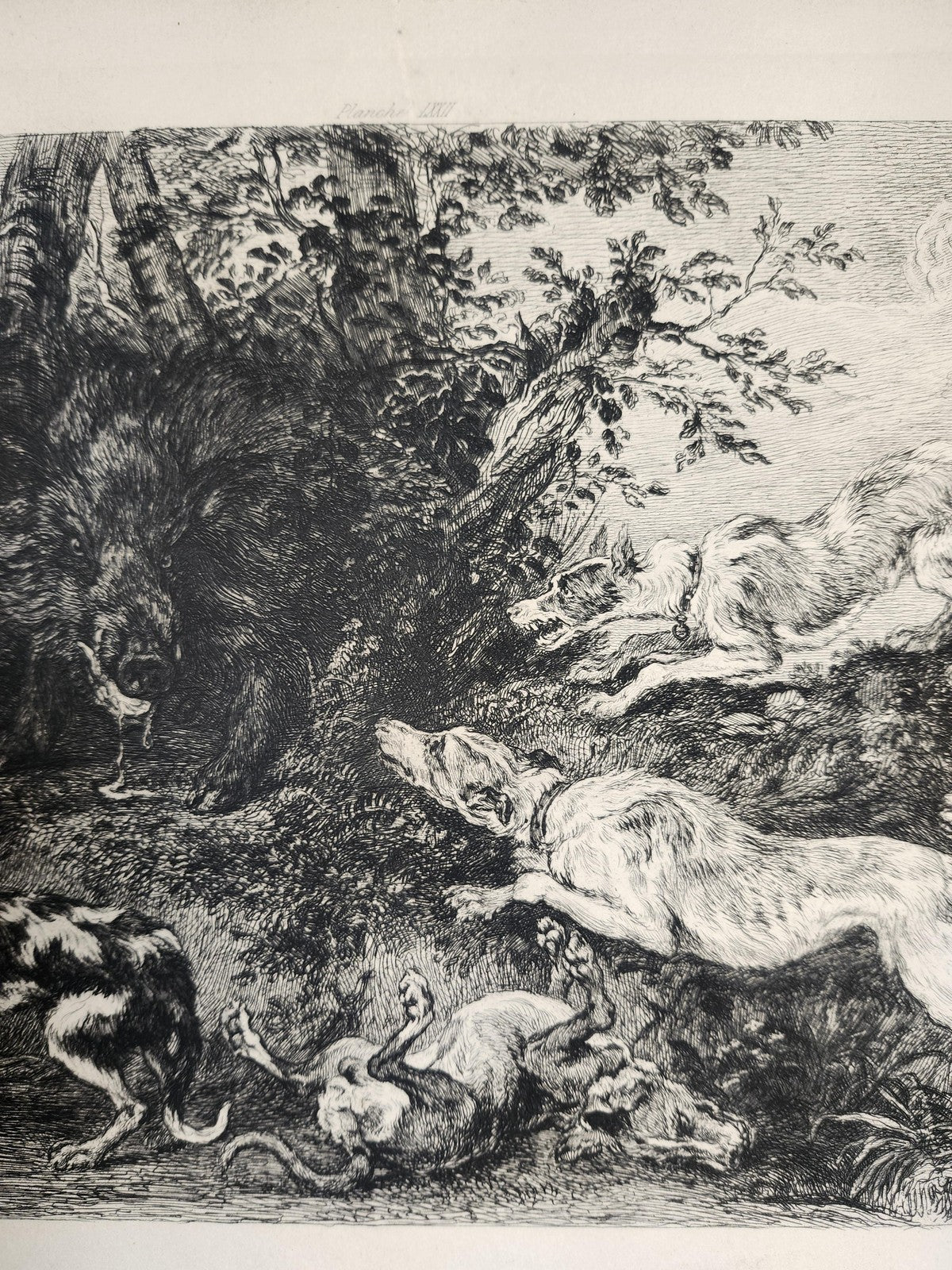 Vintage French Hunting Dogs Wild Boar Large Etching Print 17x11 Unframed Art