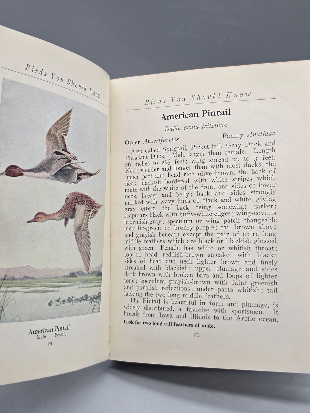 1933 Birds You Should Know by Thornton W. Burgess – Vintage Illustrated Bird Book