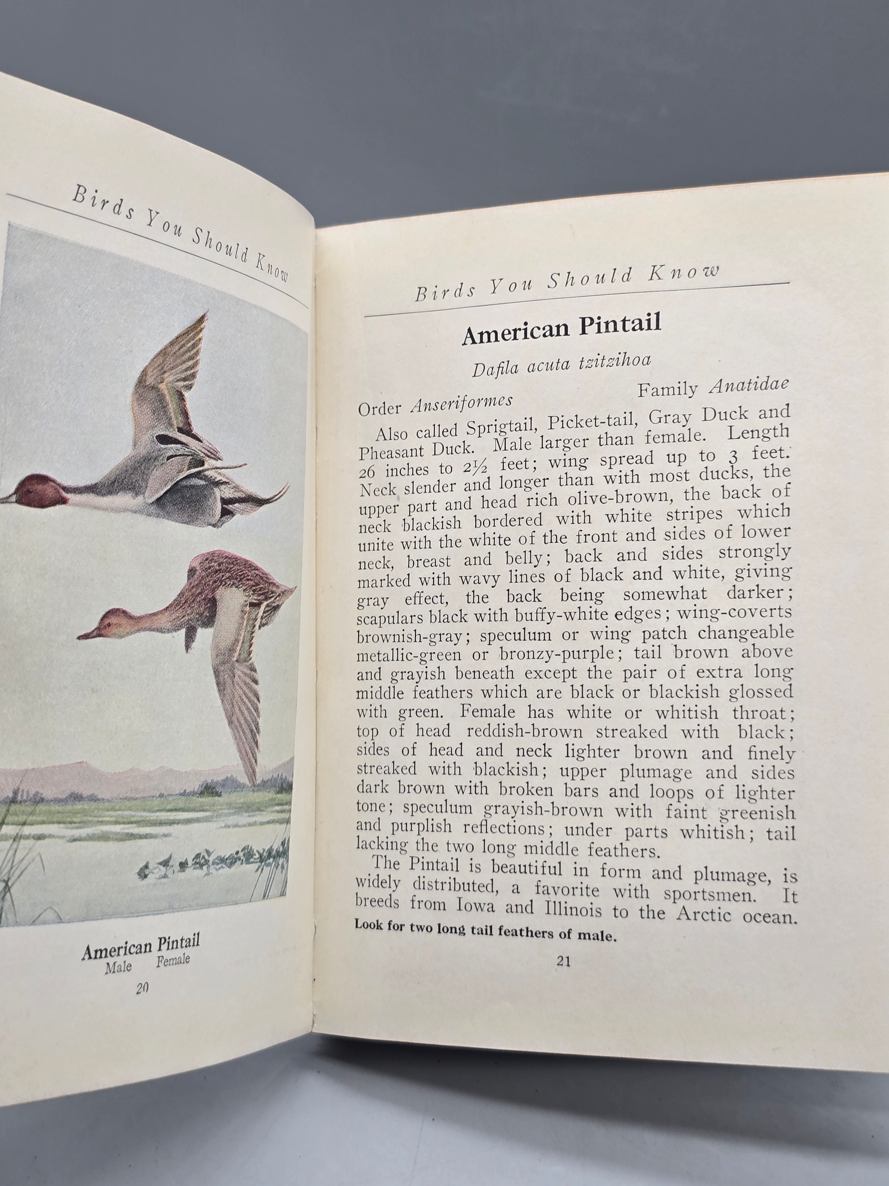 1933 Birds You Should Know by Thornton W. Burgess – Vintage Illustrated Bird Book