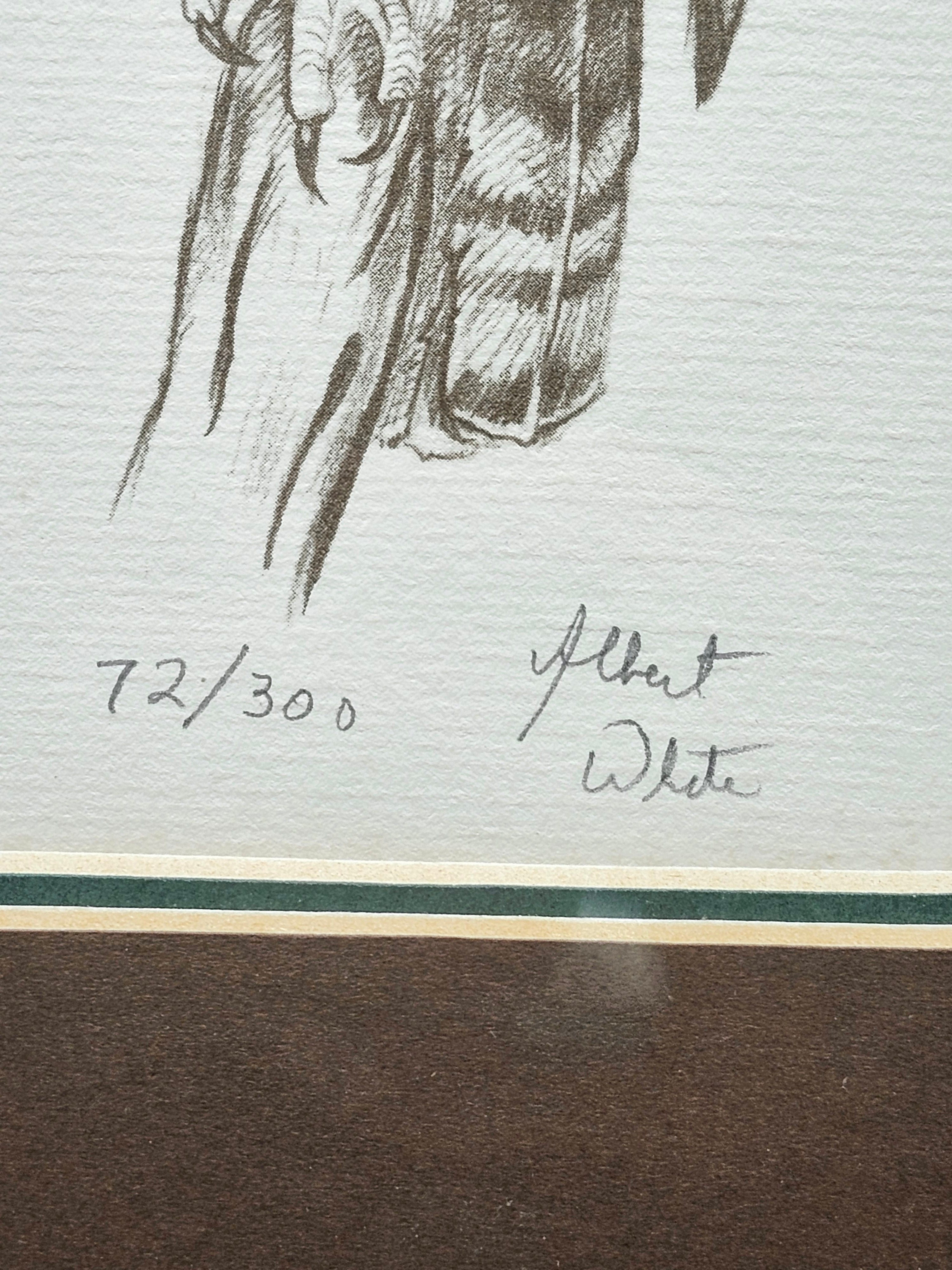 Signed Albert White Red Tail Hawk Limited Edition Print 72/300 Framed