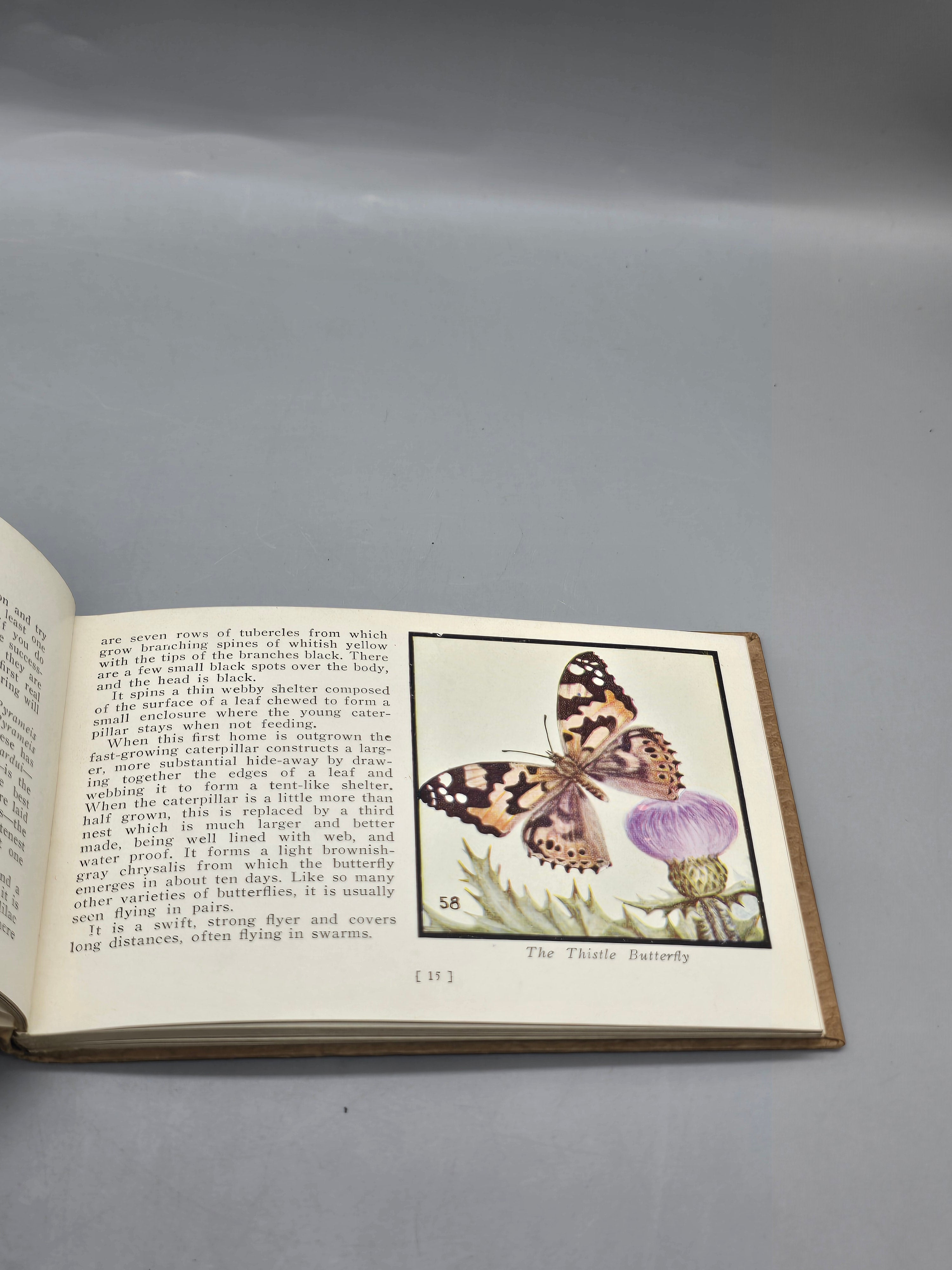 1934 Butterflies and Moths of America Lillian Davids Fazzini Whitman
