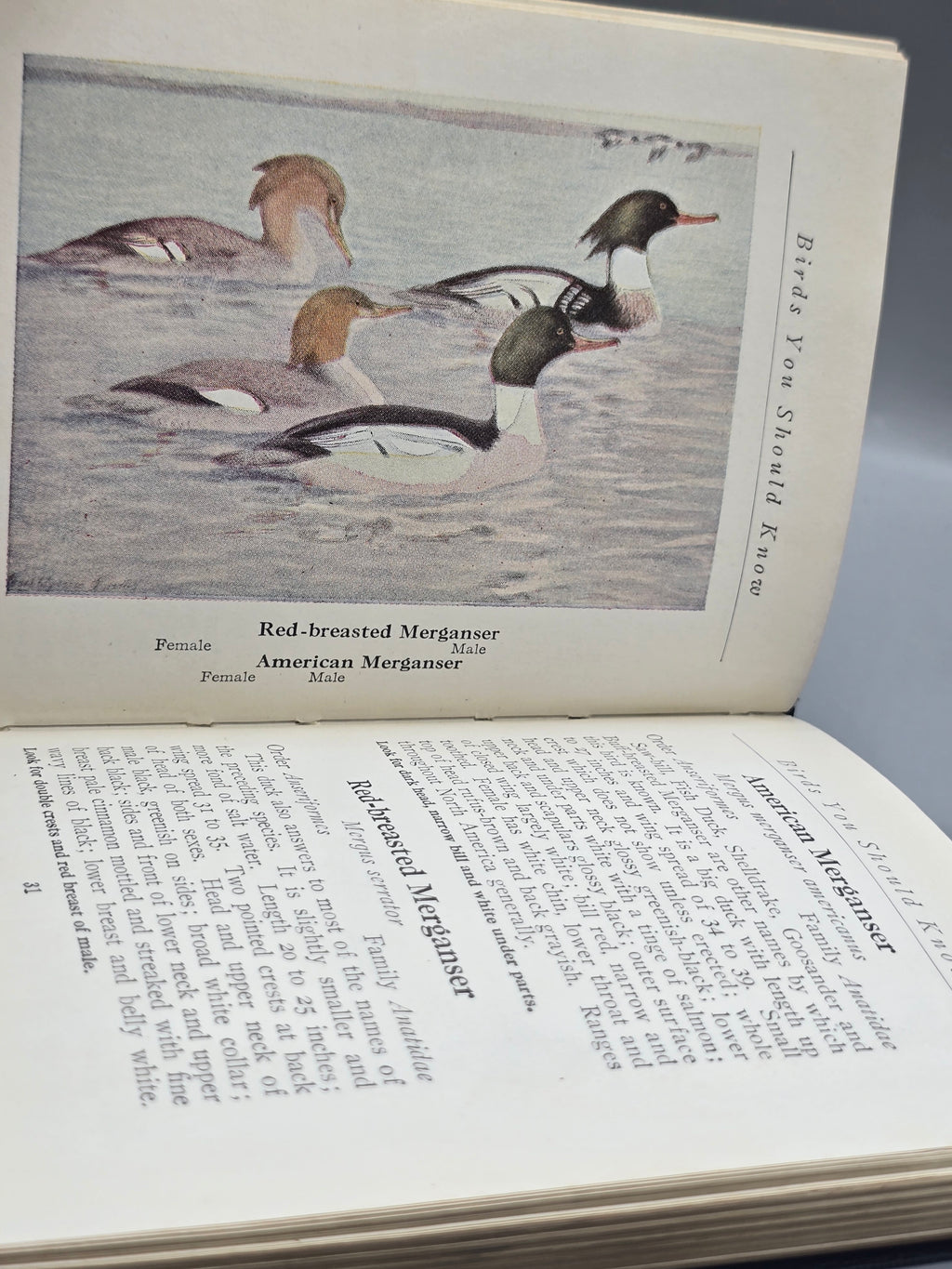 1933 Birds You Should Know by Thornton W. Burgess – Vintage Illustrated Bird Book