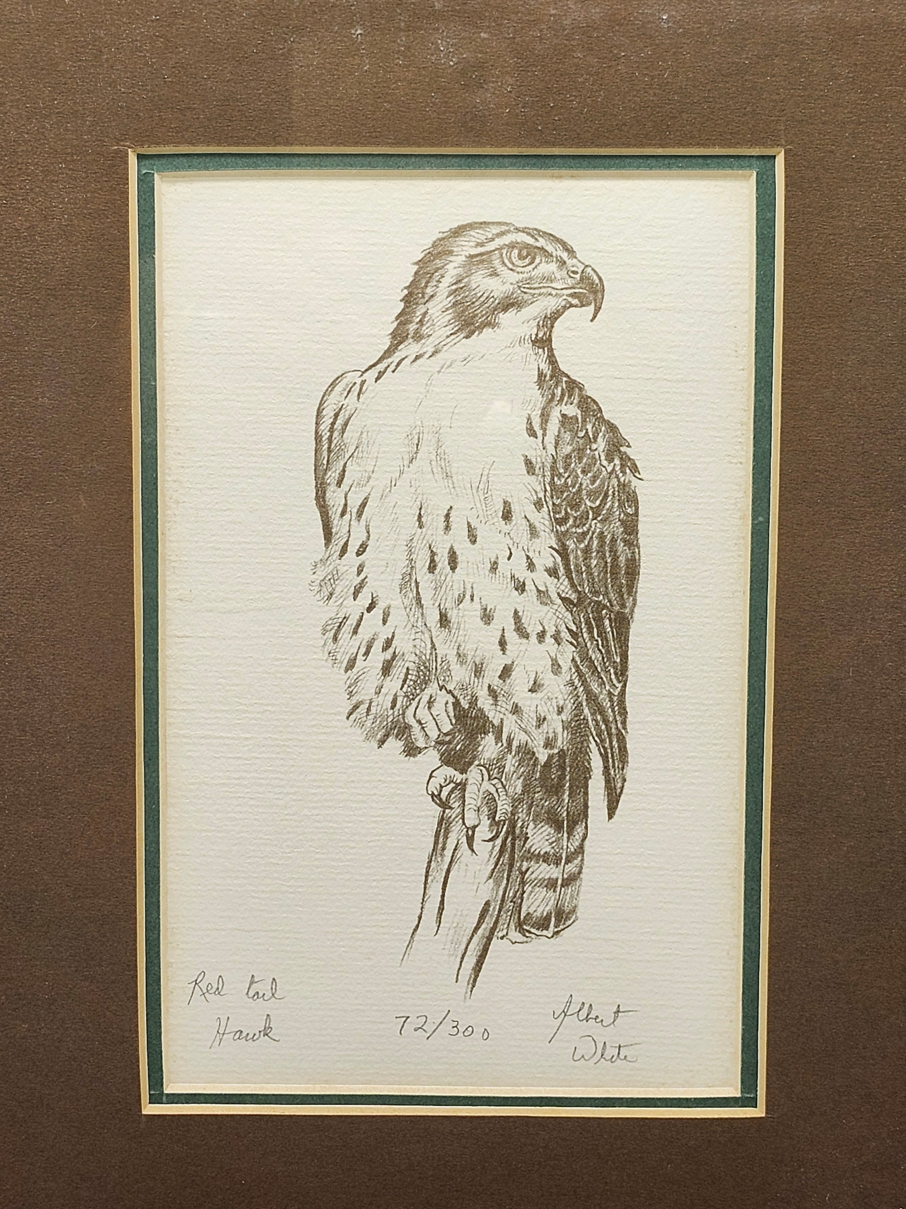 Signed Albert White Red Tail Hawk Limited Edition Print 72/300 Framed